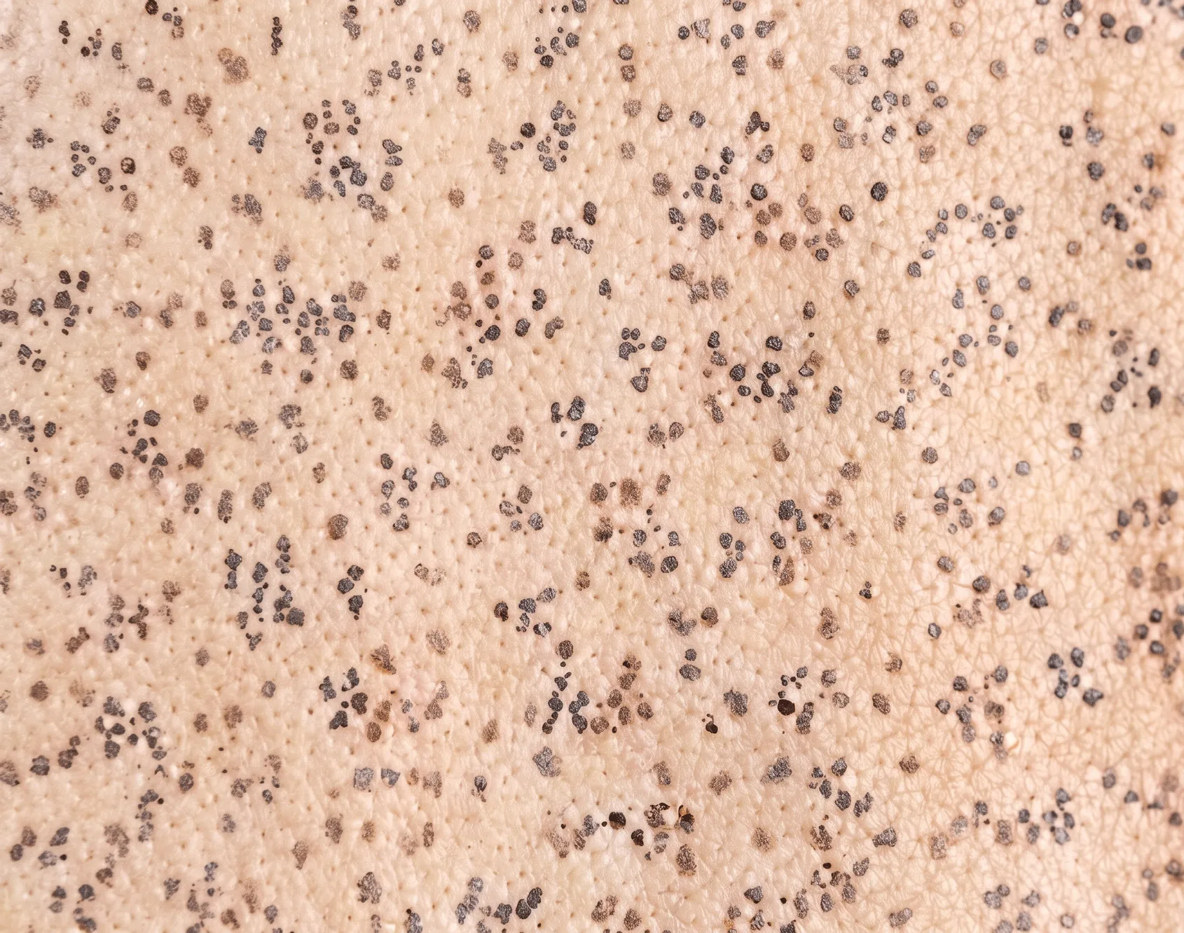 Light Beige